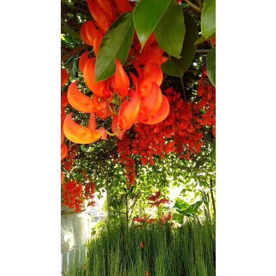 Irian of Flame Merah Ukuran 1 Meter Rimbun