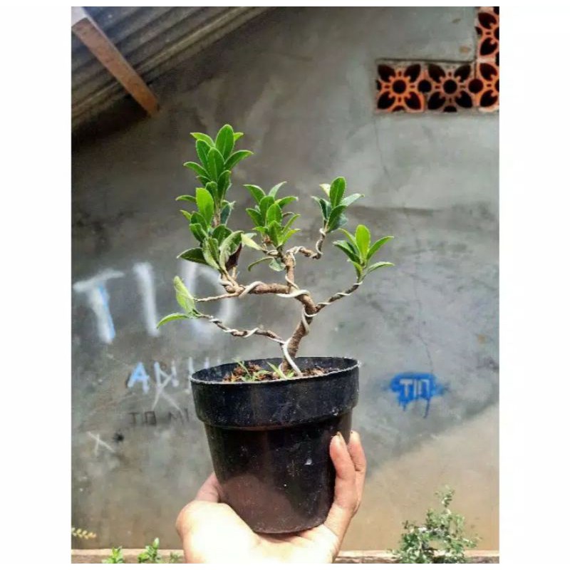 bonsai bringin elegan tanaman hias pohon bonsai bringin elegan