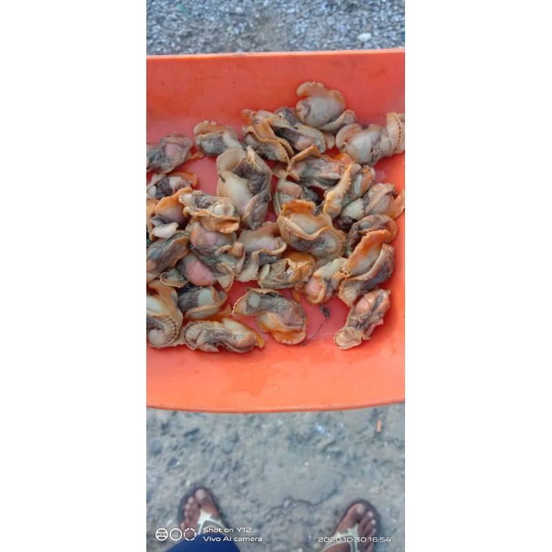 

kerang kupas premium size 6/7