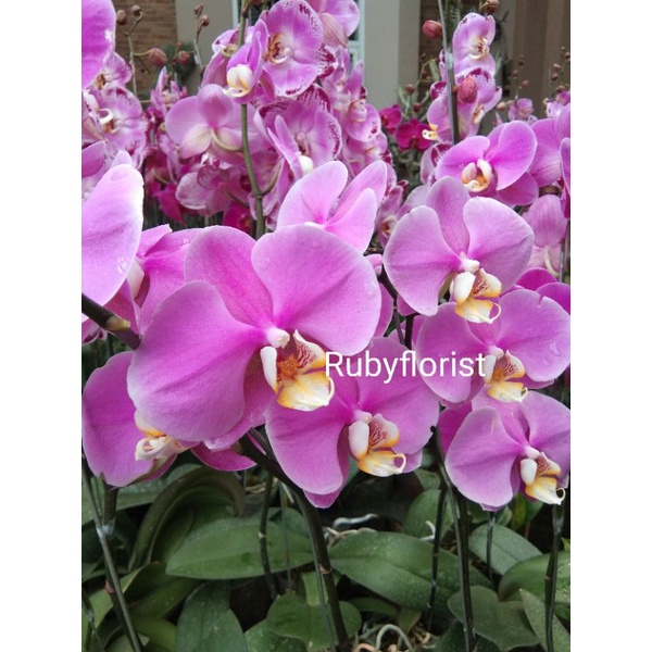 Tanaman Anggrek Bulan Soft Ungu Dewasa Sudah Berbunga