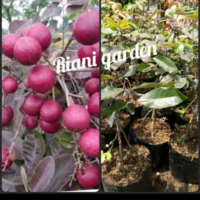 BIBIT KELENGKENG MERAH KAKI 3