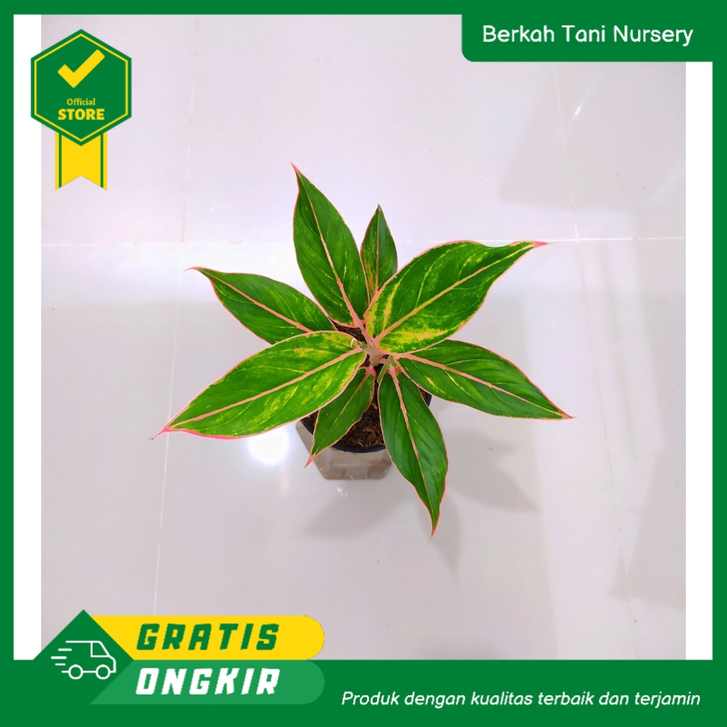 Jual Aglonema lipstik klasik/lipstik pink