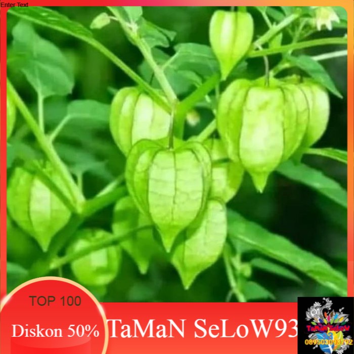 Bibit Tanaman Ciplukan | Pohon Buah Ciplukan Bibit