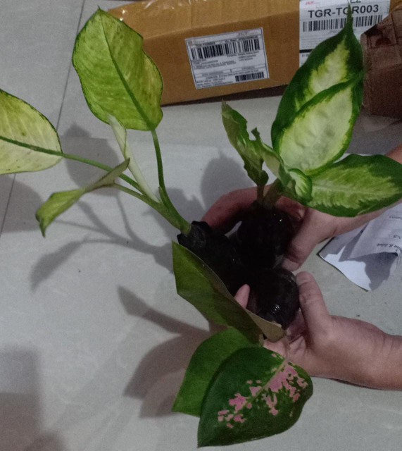 Promo Aglonema Kocin Ukuran Remaja - Tanaman Hias - Aglonema Kocin Dewasa.