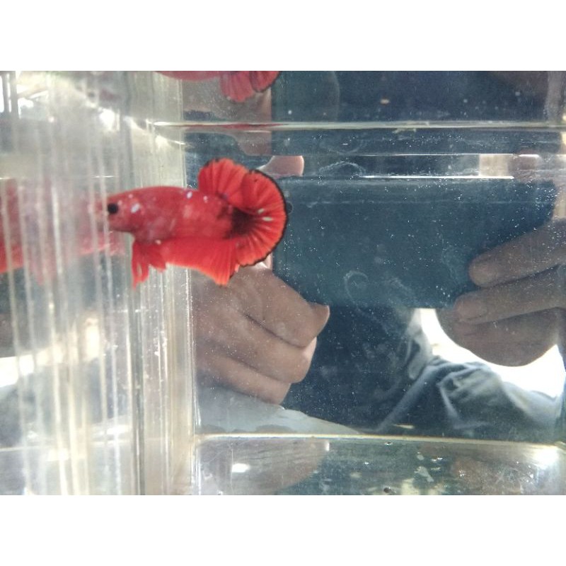 

ikan cupang red koi galaxy