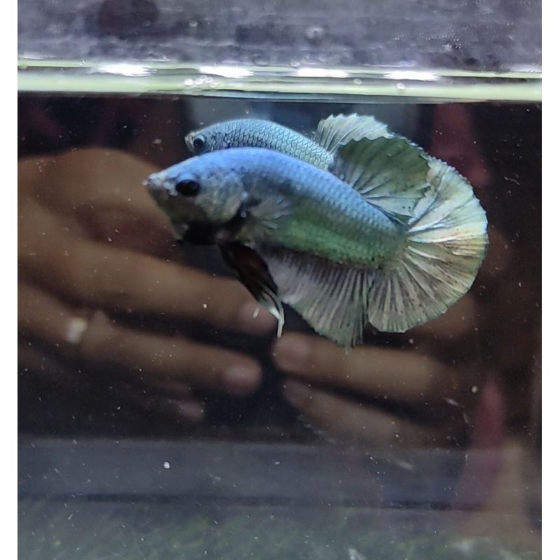 Cupang Plakat Cooper