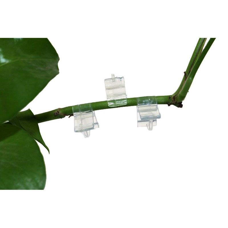 Klip Grafting Grafting untuk Tanaman Bunga