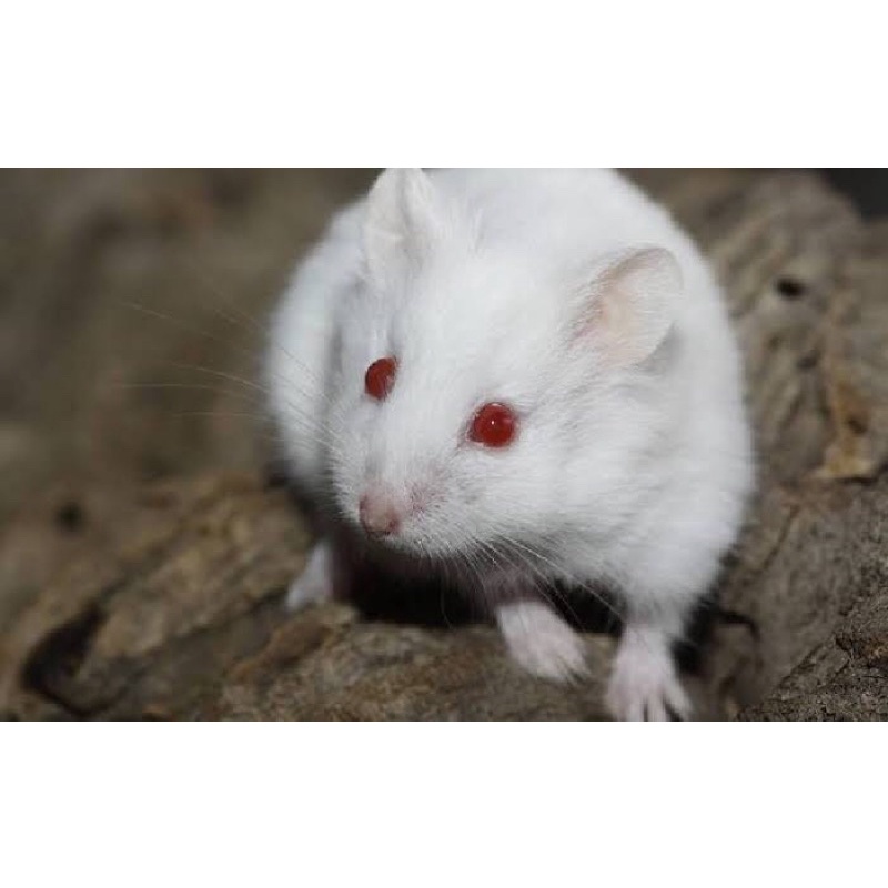 Hamster Campbell Albino Campbell White Solid (Mata Merah)