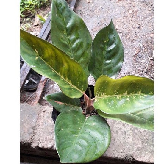 AGLONEMA KOCHIN HIJAU / AGLONEMA HIJAU / AGLONEMA TERBARU / AGLONEMA KOCHIN