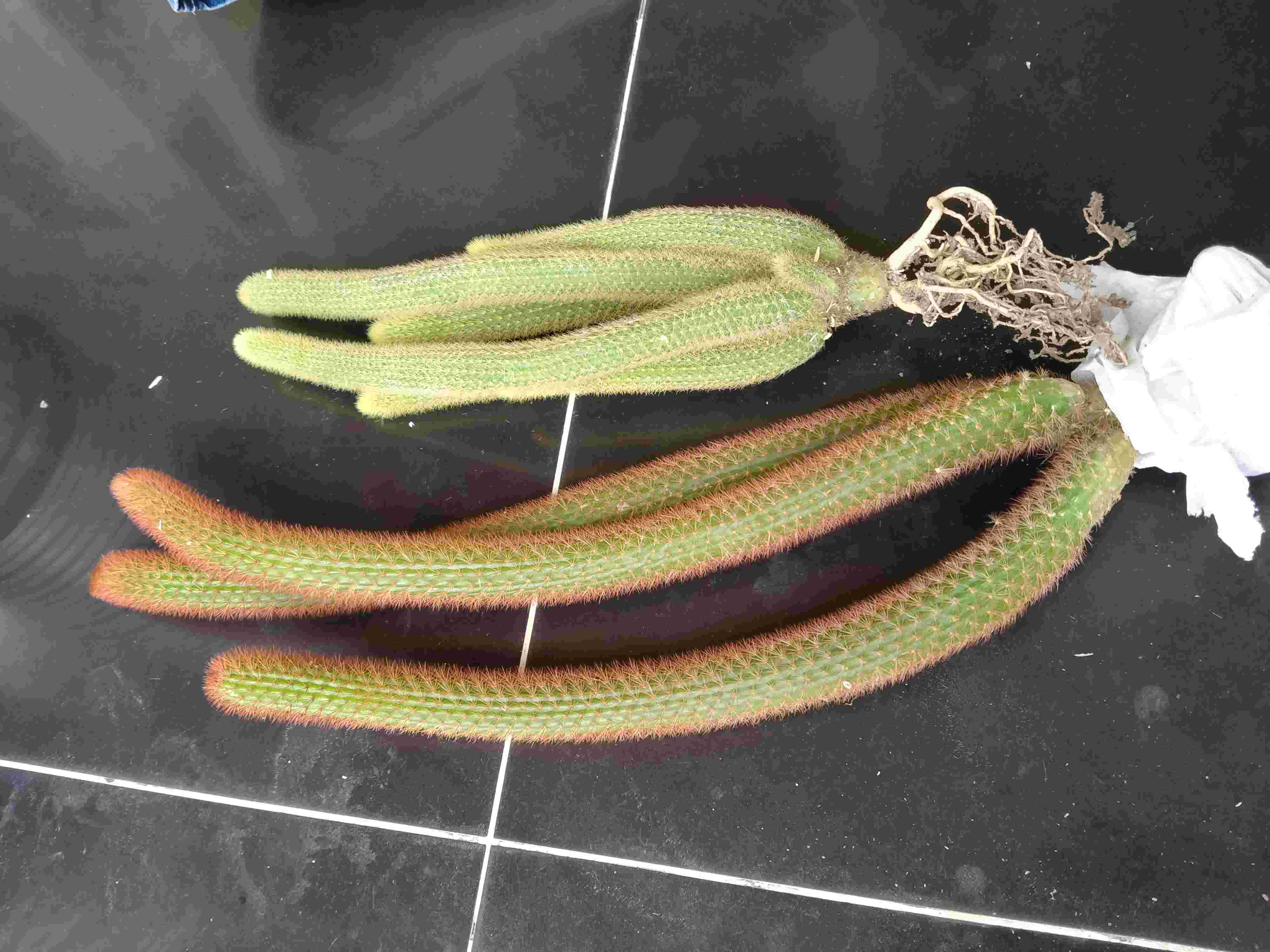 Kaktus Ekor Tupai Merah