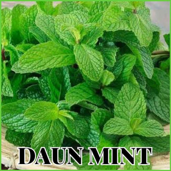 Yang Dicari] Benih Daun Mint/Bibit Daun Mint