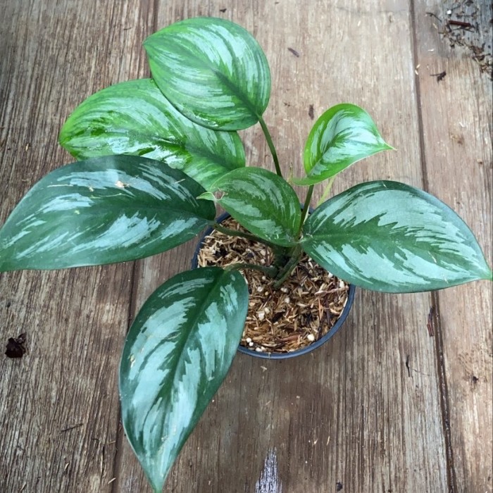 Jual tanaman hias scindapsus sp Sumatra - tanaman rambat asli hutan