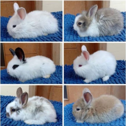 Kelinci Anggora Lokal Lucu Imut MURAH
