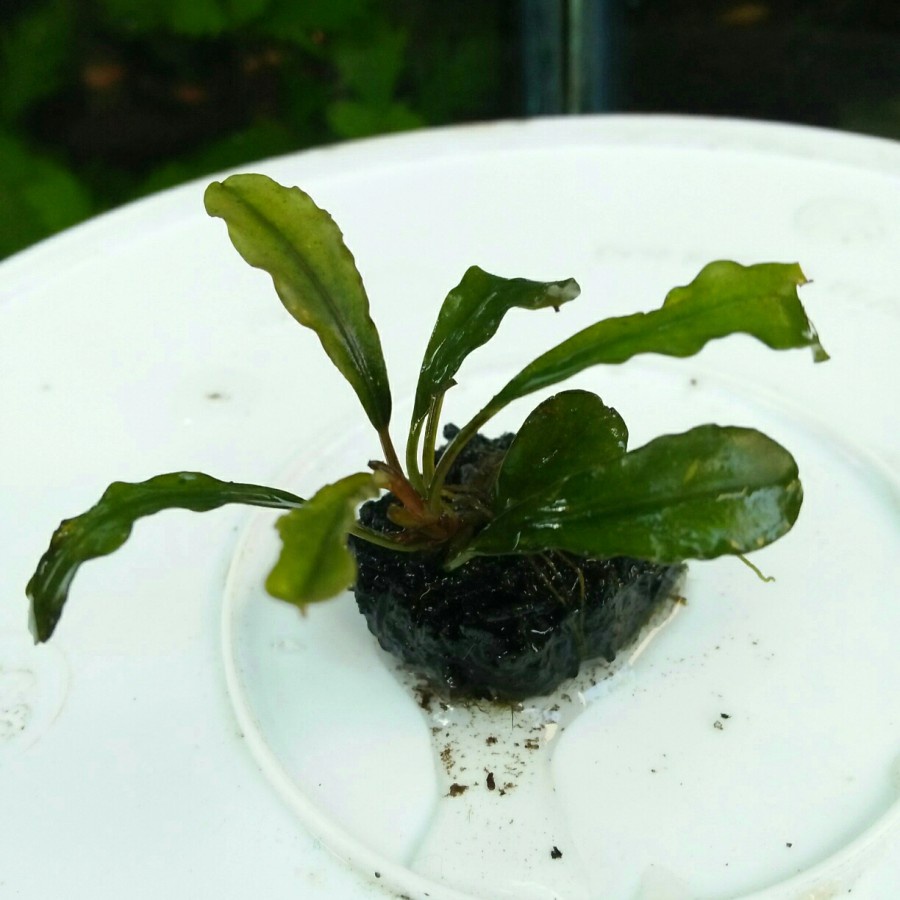 Bucephalandra