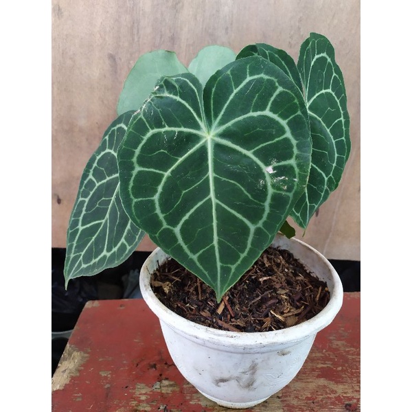 Kuping Gajah Tarantula