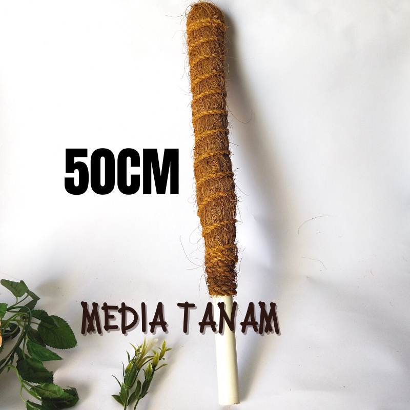 Media Rambat Tajar Pendek 50 Sabut Kelapa Penyangga Tanaman monstera sirih gading