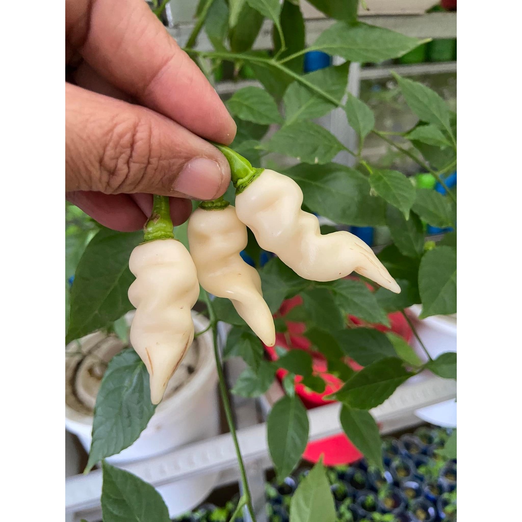 Benih Bibit Biji - Cabai Faddas White Cabe Putih Super Pedas Pepper Seeds