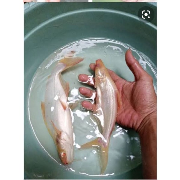 ikan patin albino