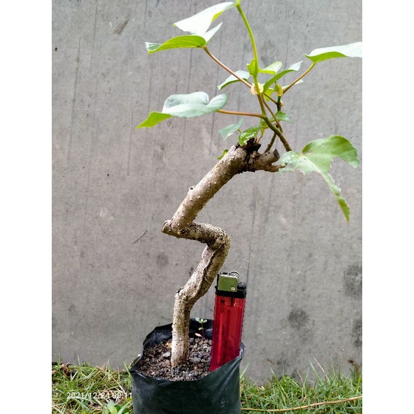 bahan bonsai mame berkarakter waru lokal