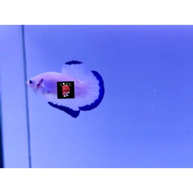 TERMURAH CUPANG PLAKAT BLUE RIM LINE THAILAND