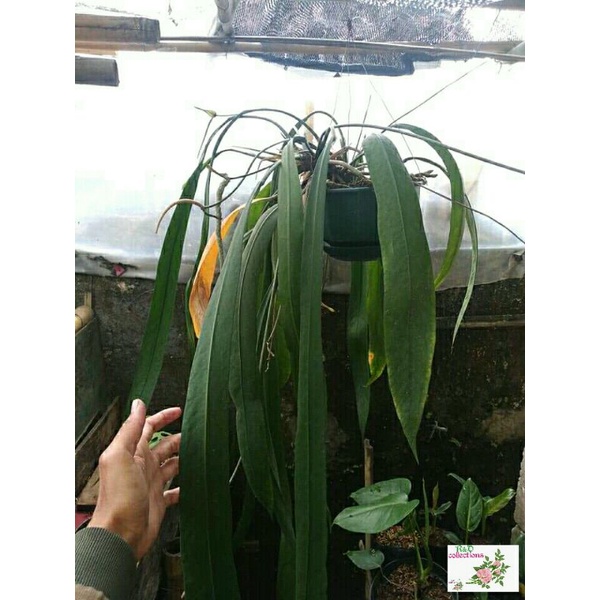 Tanaman hias anthurium vittarifolium anthurium dasi bibit Anthurium Dasi