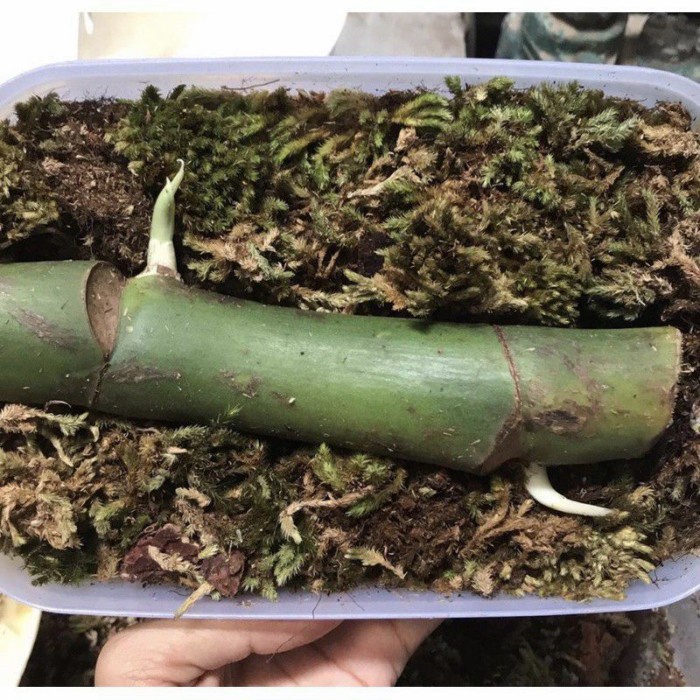 bonggol Monstera king varigata gold original