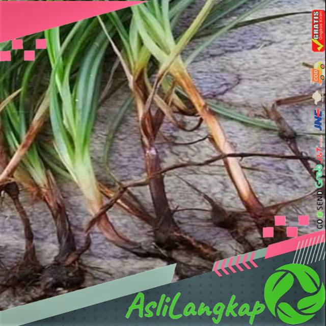 

Promo rumut teki segar