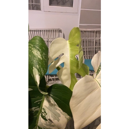 monstera king variegata