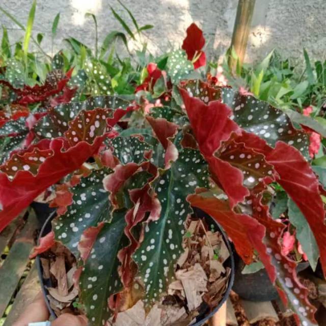  Tanaman hias begonia polkadot  Shopee Indonesia