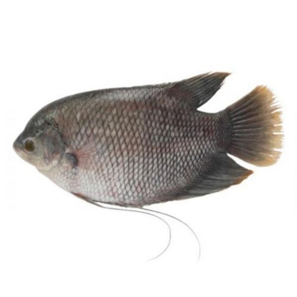 

IKAN GURAME(500 GRAM)