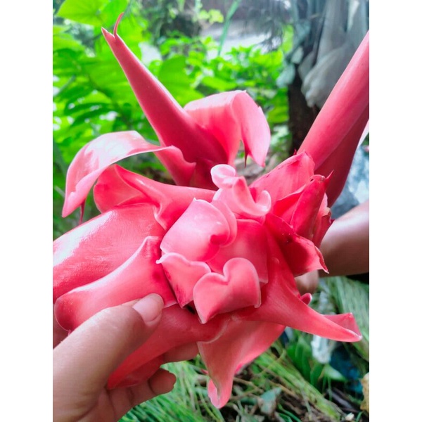 

bunga kecomrang segar 500 grm