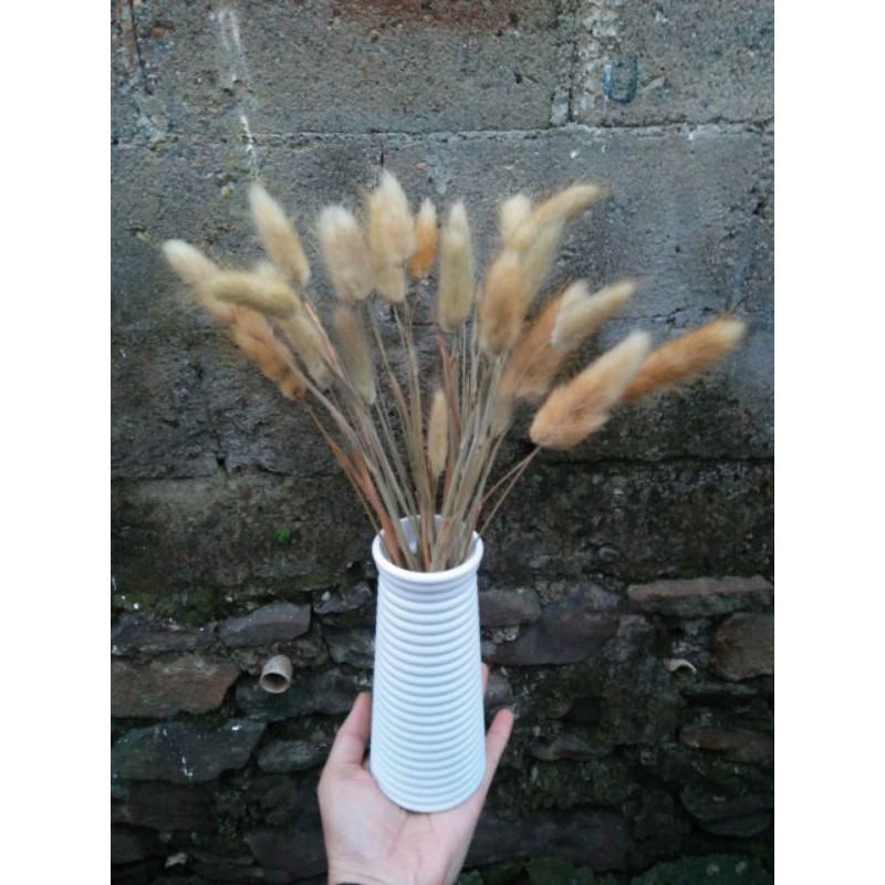 Set pot ulir + Bunga lagurus kering / rabbit tail / ekor kelinci/ bunga kering