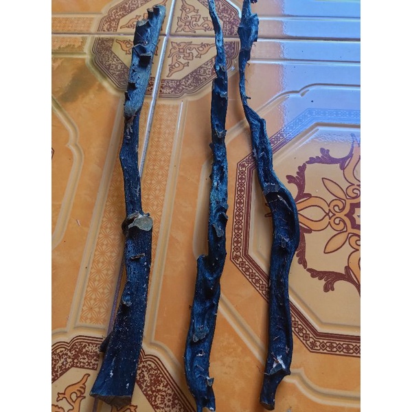 Bahan super Quality Akar Bahar Merah Body hitam Jumbo