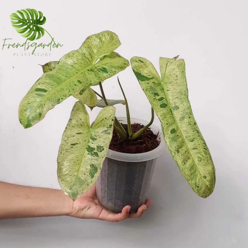 Tanaman hias philodendron paraiso verde - Paraiso verde