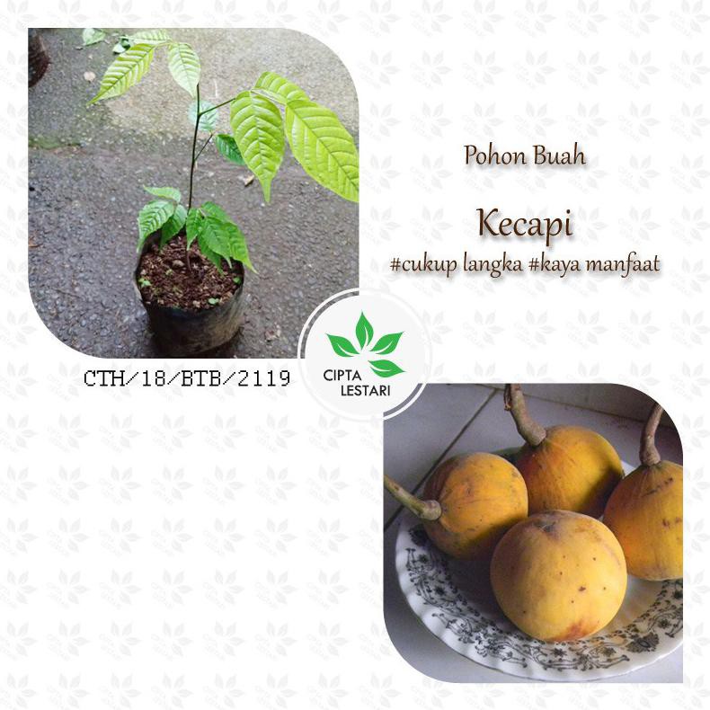 Bibit Pohon Kecapi Bibit Kecapi Tanaman Buah Kecapi Favorite Mulai Langka