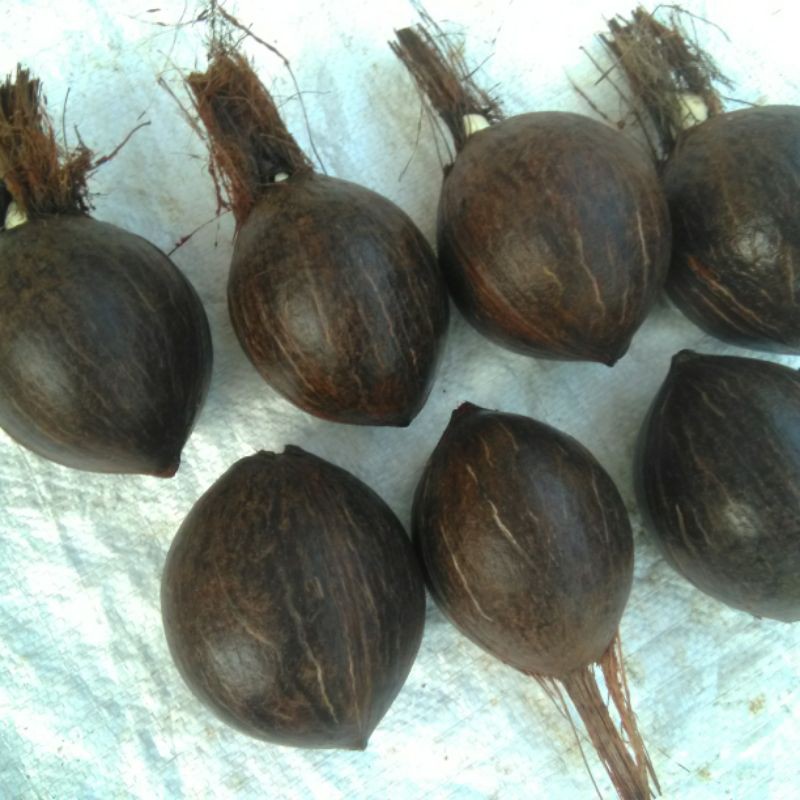 BONSAI KELAPA bahan oren super