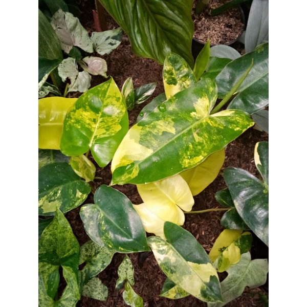 philodenron burlemak variegata/brekele variegata