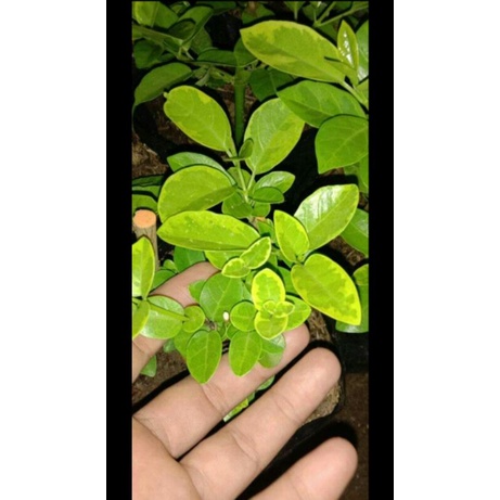 Sancang Varigata Golden/stek