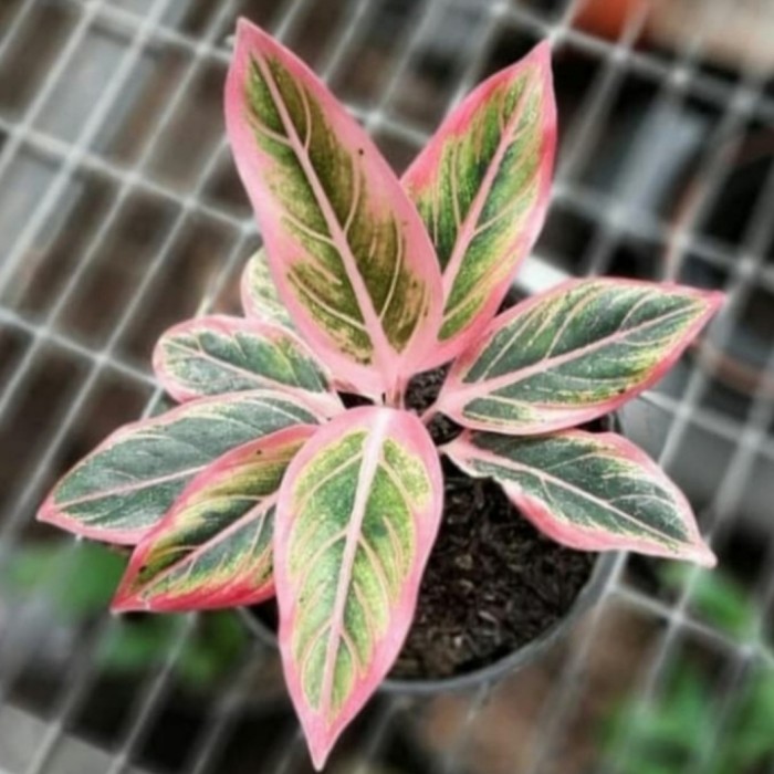 tanaman hias bonggol aglonema lotus-tanaman hias aglonema lotus