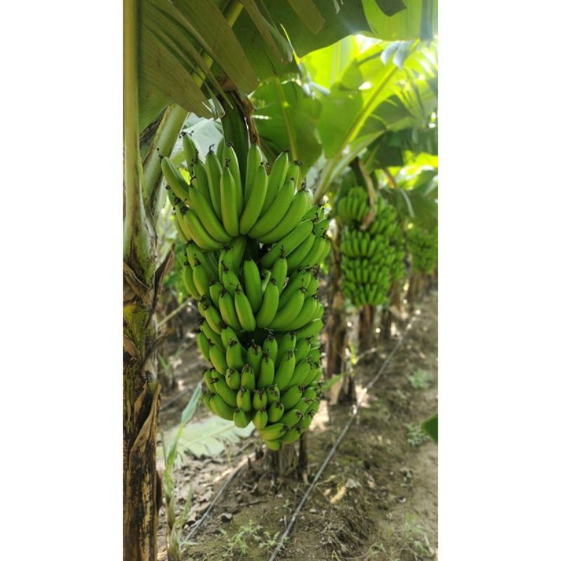 

Pisang cavendish 1kg