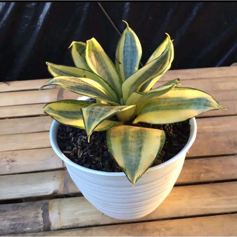 Tanaman hias Sansivera Golden - Tanaman Indoor - Tanaman pembersih udara - Tanaman hidup - Bunga Hid