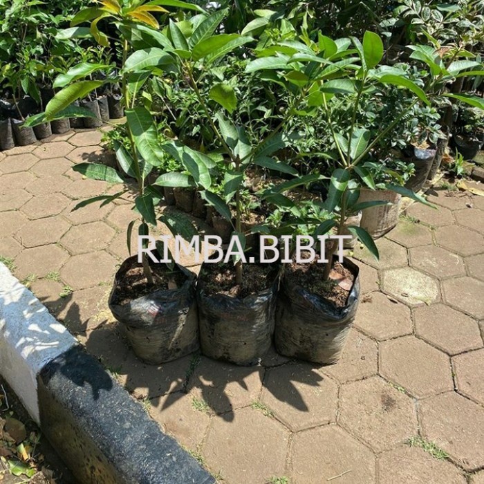 Bibit Buah Mangga Harum manis bali Unggul