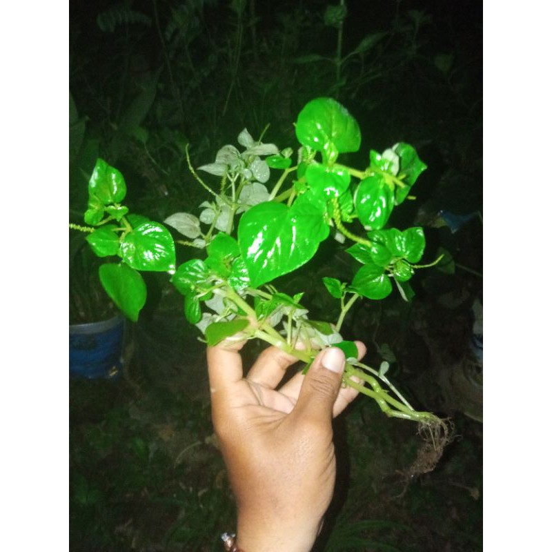 

Tanaman Herbal Tumpangan Air Sirih CinaPeperomia Ketumpang Sirih Bumi