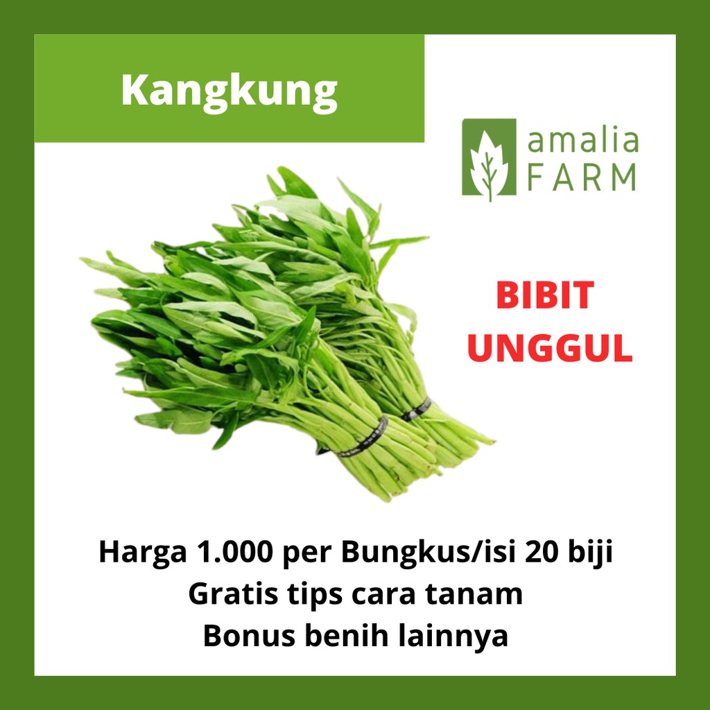 BIBIT KANGKUNG UNGGUL BENIH SAYURAN HIDROPONIK MURAH MUDAH TANAM PANEN