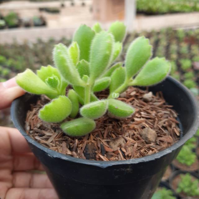 Kaktus Mini / Kaktus Hias / Sukulen Mini / Sukulen Murah