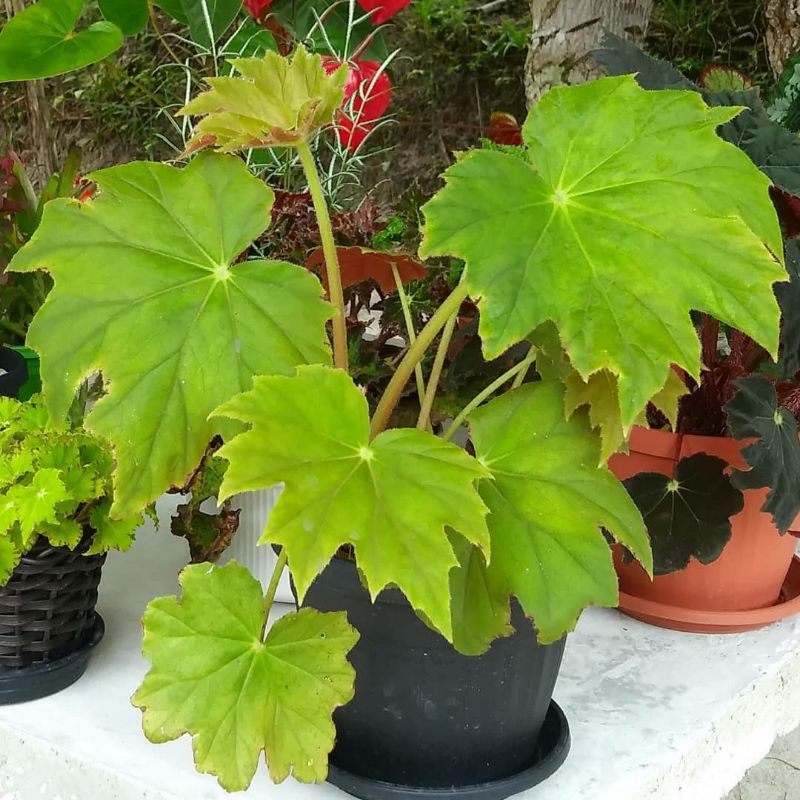 Begonia Barkeri
