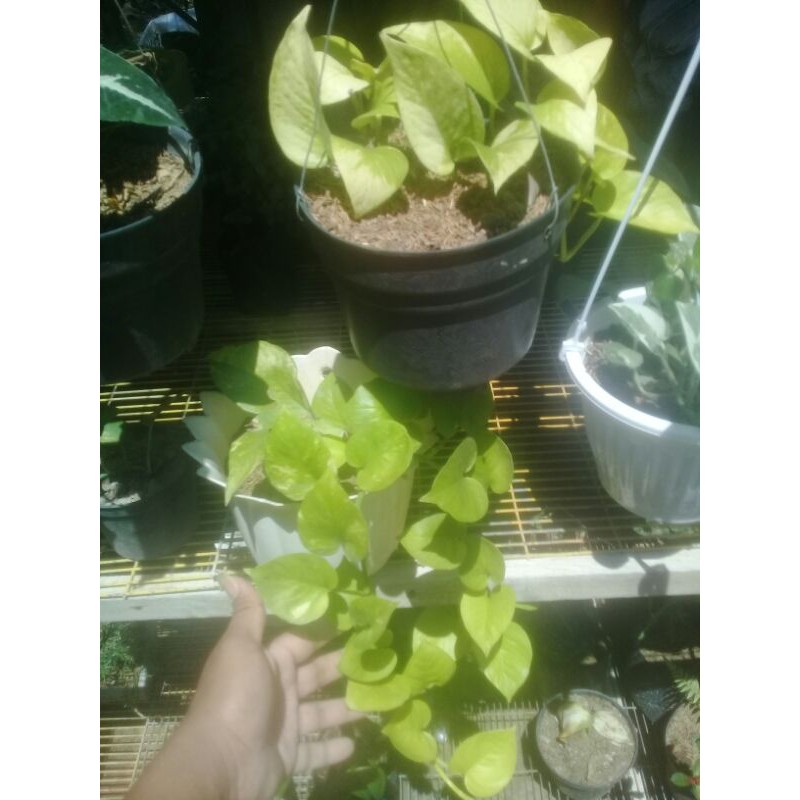 sirih gading lemon panjang 60-80 cm