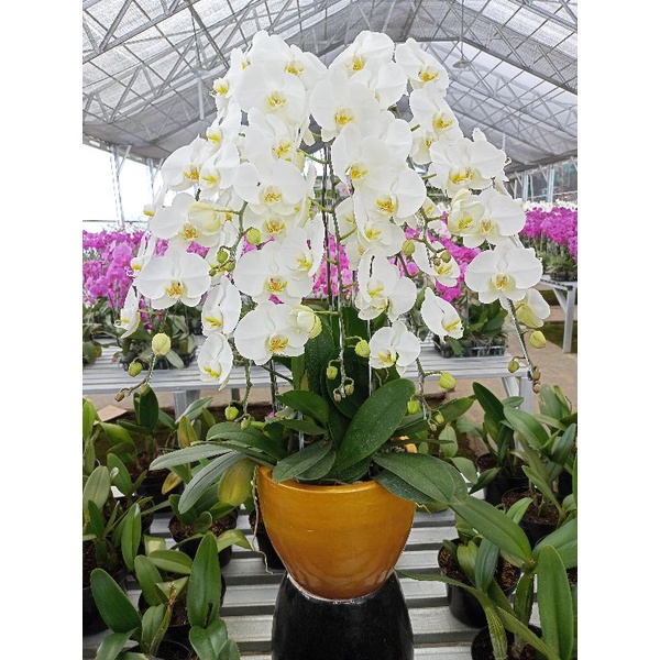 anggrek bulan premium putih lidah kuning phalaenopsis hybrid bunga jumbo kondisi knop mekar angbul b