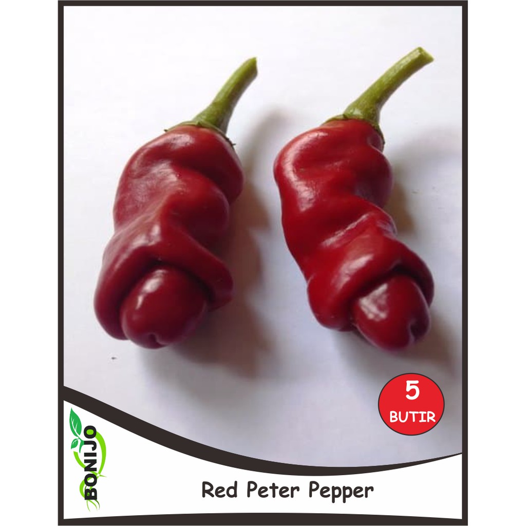 Biji Benih Cabai Porno Merah / Red Peter Pepper