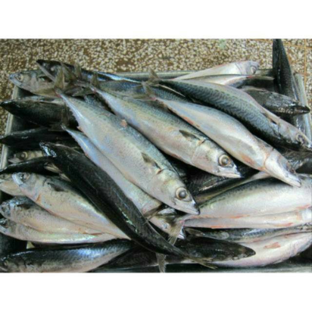 

Ikan salem segar